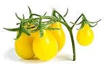 Semi di pomodoro di pera gialla - Lycopersicon esculentum foto / EUR 4,29