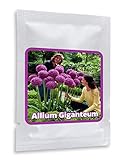 Aglio gigante (Allium Giganteum) - 30 semi / pacco - aglio decorativo, grandi dimensioni foto / EUR 4,95