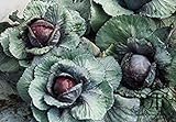SEMI PLAT FIRM-Health Care cavolo viola Semi 300pcs, molto popolare foglia Vegetable Seeds, nutrizione ricca brillante Colorica oleracea Seeds foto / EUR 12,99
