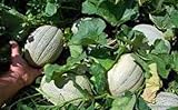 Go Garden 'Cantaloupe- Delicious 51 Semi di Melone Verdure 80 – 90 ct (3G) Molto Dolce foto / 