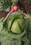 100 semi / Bag rari gigante russo semi di cavolo, semi di ortaggi 95% + germinazione, verdura di alta qualità per il giardino di casa foto / EUR 5,98