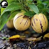 Comprare semi di melone Melanzana frutta 30pcs impianto Ginseng Fruit pepino Aiton foto / EUR 14,51
