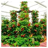 100pcs / confezione gigante di fragola fragola scalare big red piante semi a casa garden foto / EUR 1,99