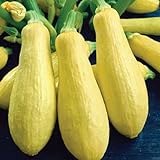 Precoce maturazione lunga bianca Melanzana F1 Vegetable Seeds, pacchetto all'ingrosso, 200 semi, Nizza KK179 pelle foto / EUR 10,99