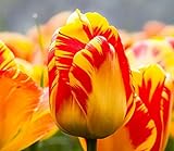 Semi 200pc olandese Cavolo tulipano. Aroma Tulip Plant (non è tulipano lampadine-lampadine trasporto deperibili) Advanced Seeds Bonsai Fiore foto / EUR 16,09