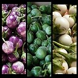 SEMI PLAT FIRM- (400) commestibili semi di verdure asiatica rotonda bianco, viola Thai melanzana (Solanum Melongena) da Kitchenseeds foto / EUR 12,99