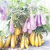 Visa Store 2018 vendita calda Davitu melanzana 'fiaba' semi di ortaggi gialli viola, 200 semi, confezione professionale, melanzane grandi organiche saporite foto / 