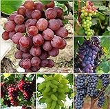 Pinkdose 50 Bulk Giardino d'uva bonsai Vitis Vinifera Delicious Fresh Fruit -Mixed bonsai - U. K foto / 