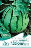 Portal Cool 1 confezione di semi di melone semi di ortaggi biologici semi nutrienti piante da giardino caldo foto / EUR 9,99