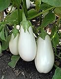 PLAT FIRM Semi di GERMINAZIONE: 50 - Samen: White Star Sementi di Melanzana (Hybride) - Ideal fÃ¼r Italienische und Asiatische Gerichte! Looker! foto / EUR 18,12