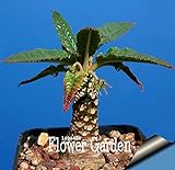 Pinkdose Grande promozione Celestial Being Bonsai - Cactus - Anti-Radiazioni pianta in Vaso Giardino di Famiglia 100 pc/Pacchetto, 3YC7UH foto / 