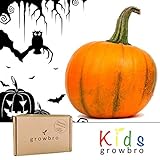 Growbro - Set per la coltivazione di zucca, Halloween, semi di zucca, Halloween, regali, Halloween, zucca decorativa, semi di zucca foto / EUR 8,79