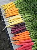 Shoopy Star Semi di carota - RAINBOW MISCELA sana del giardino Vegetable- OGM - 100 semi foto / 