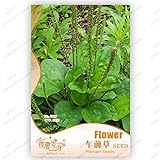 Garden Chinese semi di cavolo verdure, 10g / sacchetto del bambino cibo home & garden Semi di piante foto / EUR 11,70