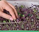 Microgreens - Ravanello - foglie giovani dal sapore unico - semi foto / EUR 4,09