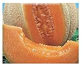 150 C.ca Semi Melone Top Mark - Cucumis Melo In Confezione Originale Prodotto in Italia - Meloni foto / EUR 7,40