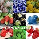 12 tipi di semi di fragola diversi (verde, bianco, nero, rosso, blu, Giant, MINI, bonsai, normale Rosso, Pineberry fragola) foto / EUR 15,72