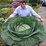 Generic 100 semi/bag rare gigante russo semi di cavolo, semi di ortaggi 95% + germinazione, verdure di alta qualità per giardinaggio foto / EUR 9,99