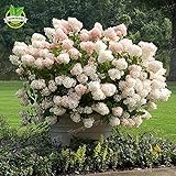 50 semi di vaniglia Fragola ortensia fiori per piantare in vaso o terreno facile da coltivare semi di fiori come bonsai o albero foto / EUR 10,99