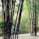 Bluelover Piante da Giardino 100Pcs Bambù Nero Semi Cortile Phyllostachys Nigra foto / EUR 6,19