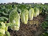 500 semi di cavolo cinese cavolo NO-OGM Semi di ortaggi Bok choi Brassica pekinensis piante per giardino di casa foto / EUR 10,99