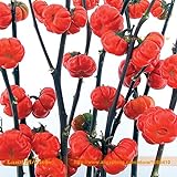 Pinkdose Rare russi semi di zucca melanzane, 100 semi/pacchetto, semi di Heirloom Solanum ornamentali melanzane foto / 