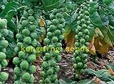 200 semi di cavolo Pak Choi NON OGM Brassica pekinensis Piante semi di verdure per giardino di casa foto / EUR 10,99