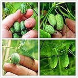 100 PCS rari semi Thumb semi di anguria Bonsai Piante mini anguria Semi per la casa e il giardino non OGM semi commestibili di frutta foto / EUR 11,51