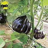 Go Garden Giant Black Beauty organico Melanzana di verdure, semi 100 semi/pacchetto, Frutta lucida Brinjaul annuali Nani Piante foto / 