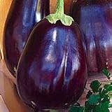 Eggplant Black Beauty Great Heirloom Vegetable 1,300 Seeds photo / $3.95