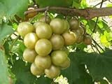 Las semillas de Vitis rotundifolia bronce moscatel de uva! foto / 17,40 €