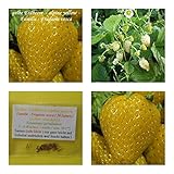 gelbe Erdbeere (alpine yellow) - 50+ Samen - süß ! foto / 4,50 €