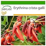 SAFLAX - Árbol del coral - 6 semillas - Con sustrato estéril para cultivo - Erythrina crista galli foto / 4,45 €