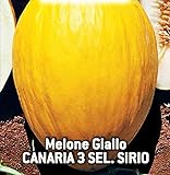 Semillas de melón amarillo canario 3 sel - frutas - sirio - melones amarillos - cucumis melo - las mejores semillas de plantas - flores vegetales - raro - idea de regalo - 180 semillas aprox. foto / 8,18 €