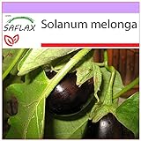 SAFLAX - Berenjena - 20 semillas - Solanum melonga foto / 3,95 €