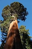 Seedeo® Anzuchtset Berg - Mammutbaum (Sequoiadendron giganteum) 50 Samen foto / 12,95 €
