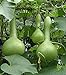 foto Kürbisflasche,Siceraria,Kürbiskerne zum Anpflanzen,Kürbis,Lagenaria Siceraria,Kürbiskerne,Flaschenkürbis samen mix,Natürliches Bio-Saatgut-30 PCS,c