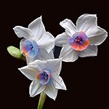 Ncient 100 Semi Sementi Narciso Daffodil 11 Colori Semi di Fiori Rari Profumati per Orto Giardino Balcone Interni ed Esterni foto / EUR 1,99