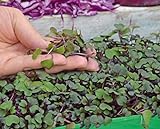 Microgreens - Cavolo rosso - foglie giovani dal gusto eccezionale - semi foto / EUR 4,09