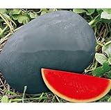 Dolce gigante nero semi di anguria pelle, semi di anguria senza semi, giardino piantagione, cortile bonsai frutta - 20 particelle / bag foto / EUR 9,99