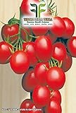 520 C.ca Semi Pomodoro A Grappoli D'Inverno Sel - Galatino - Solanum Lycopersicum In Confezione Originale Prodotto in Italia - Pomodori foto / EUR 7,40
