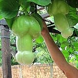 Ncient 30 Semi Sementi di Zucca Vegetale Organico Melone Raro Semi di Verdura Ortaggio per Orto Giardino Balcone Interni ed Esterni foto / EUR 0,99