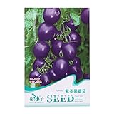 Kofun viola pomodoro verdure semi bella e Vivid Flower verdure piantare semi 20 pezzi/1 borsa, Purple Tomato, 1 Bag foto / EUR 3,44