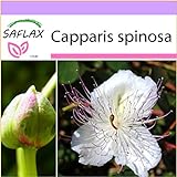 SAFLAX - Cappero - 25 semi - Capparis spinosa foto / EUR 3,75