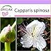 foto SAFLAX - Cappero - 25 semi - Capparis spinosa
