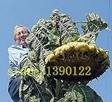 20 pezzi giganti di semi di girasole gigante grandi semi di fiori di girasole Black Russian semi di girasole per il giardino di casa foto / EUR 10,99