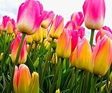 Semi 200pc olandese Cavolo tulipano. Aroma Tulip Plant (non è tulipano lampadine-lampadine trasporto deperibili) Advanced Seeds Bonsai Fiore foto / EUR 16,09