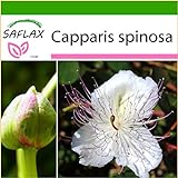 SAFLAX - Cappero - 25 semi - Con substrato - Capparis spinosa foto / EUR 4,45