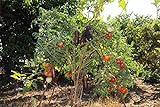 Portal Cool 150 semi Solanum torvum O Albero di spedizione libero della melanzana foto / 