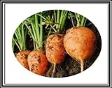 300 + Atlante Turno carota Semi ~ Cute Baby Carrots! Tipo di mercato parigino Veggie US foto / EUR 9,99